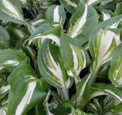 Hosta undulata univittata