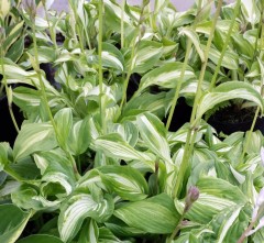 Hosta undulata