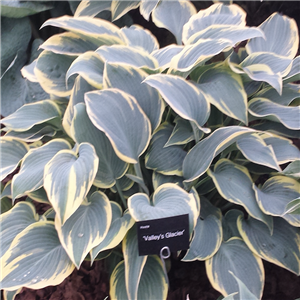 Hosta Valleys Glacier