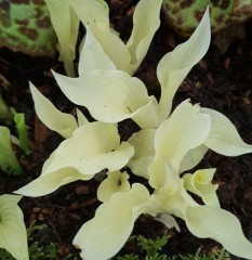 Hosta White Feather