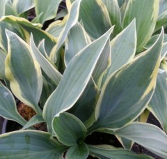 Hosta Wolverine