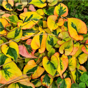 Houttuynia cordata Flame