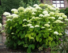 Hydrangea arborescens Annabelle