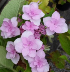 Hydrangea macrophylla Jogasaki