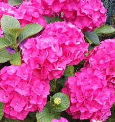 Hydrangea macrophylla King George