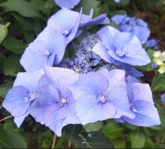 Hydrangea macrophylla Blue Sky