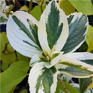 Hydrangea macrophylla Tricolor RHS AGM