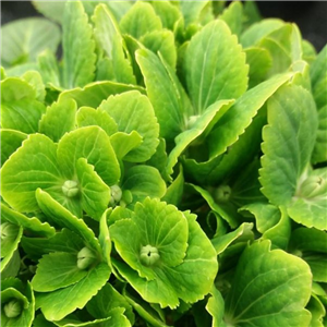 Hydrangea macrophylla Verdi