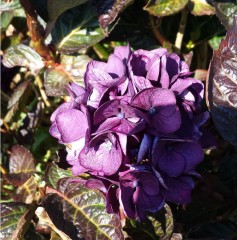 Hydrangea macrophylla Merveille Sanguine