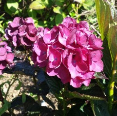 Hydrangea macrophylla Merveille Sanguine