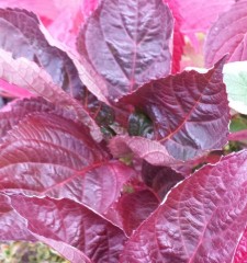 Hydrangea macrophylla Merveille Sanguine