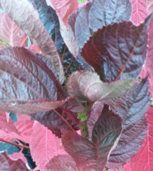 Hydrangea macrophylla Merveille Sanguine