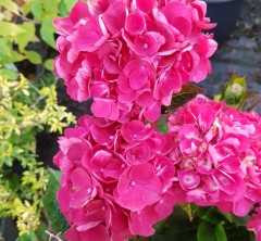 Hydrangea macrophylla Merveille Sanguine