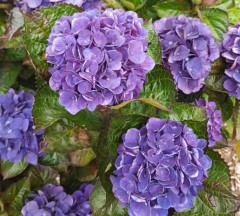 Hydrangea macrophylla Merveille Sanguine