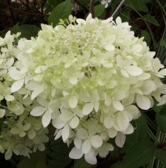 Hydrangea paniculata Polar Bear