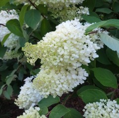 Hydrangea paniculata Polar Bear