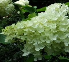 Hydrangea paniculata Phantom