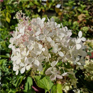 Hydrangea paniculata Phantom