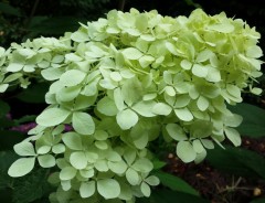 Hydrangea paniculata Phantom