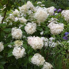 Hydrangea paniculata Phantom