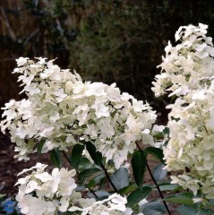 Hydrangea paniculata Tardiva