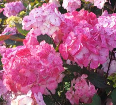 Hydrangea Preziosa