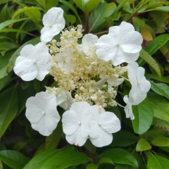 Hydrangea seemanii