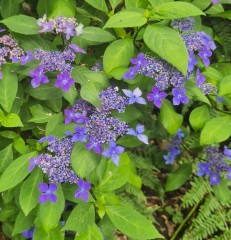 Hydrangea serrata Crug Cobalt