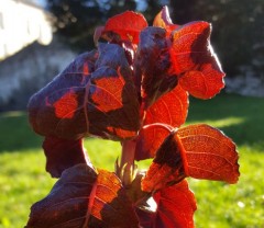 Hydrangea anomola ssp. anomola Winter Glow