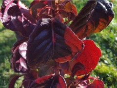 Hydrangea anomola ssp. anomola Winter Glow