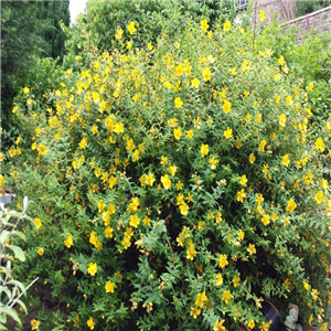 Hypericum Hidcote