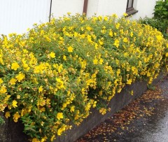 Hypericum Hidcote