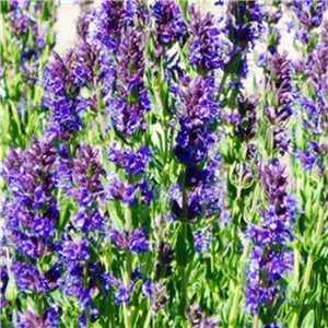 Herb Hyssop (Hysoppus officinalis)