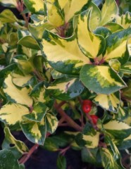 Ilex altaclerensis Golden King