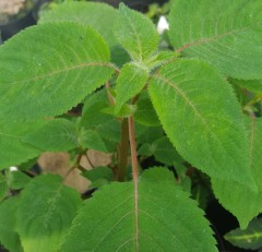 Impatiens apiculata