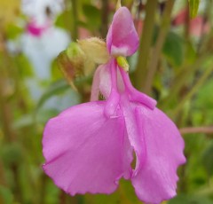 Impatiens apiculata