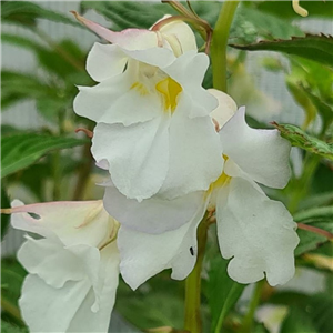 Impatiens arguta Alba