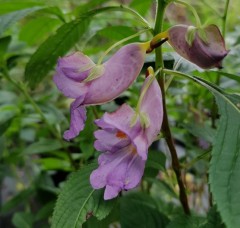 Impatiens arguta Big Form