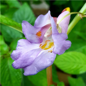 Impatiens arguta