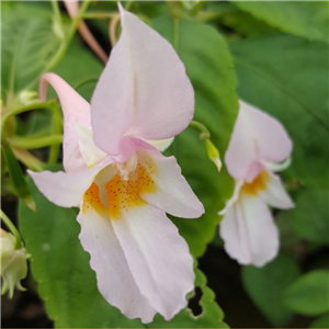 Impatiens qingchengshanica Emei Dawn