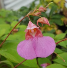 Impatiens flanaganae