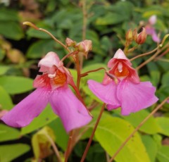 Impatiens flanaganae