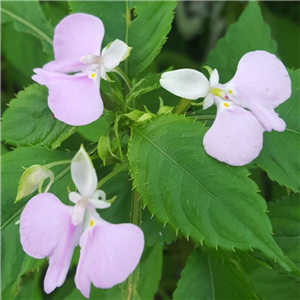 Impatiens hochstetteri