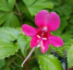 Impatiens kilimanjari x pseudoviola dark pink form