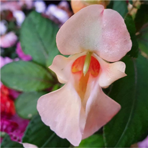 Impatiens mengtzeana semi prostrate form