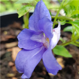 Impatiens namchabarwensis