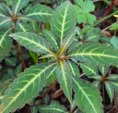 Impatiens omeiana