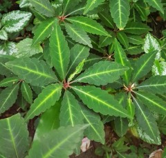 Impatiens omeiana