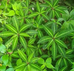 Impatiens omeiana