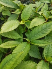 Impatiens omeiana Ice Storm